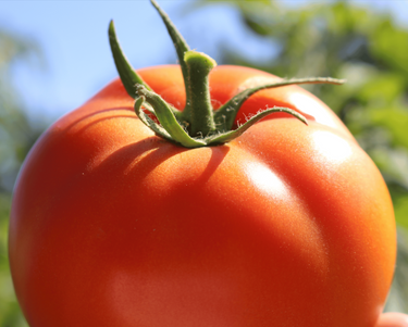 Big Beef Hybrid Tomato Seeds